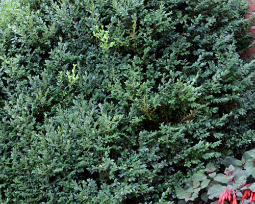 Buxus Microphylla 'green Mountain' Columnar - View 20 from www redcrocus com