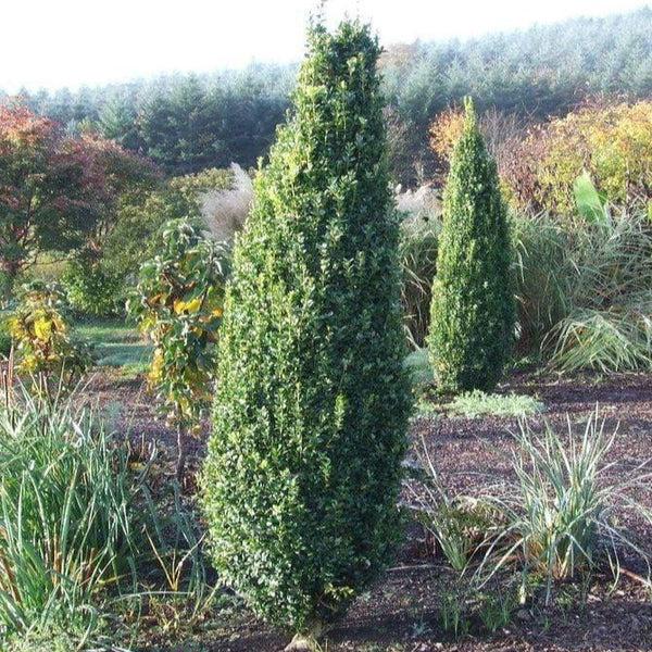 Buxus Microphylla 'green Mountain' Columnar - View 2 from www redcrocus com