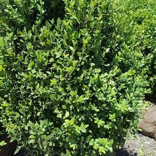 Buxus Microphylla 'green Mountain' Columnar - View 3 from www redcrocus com