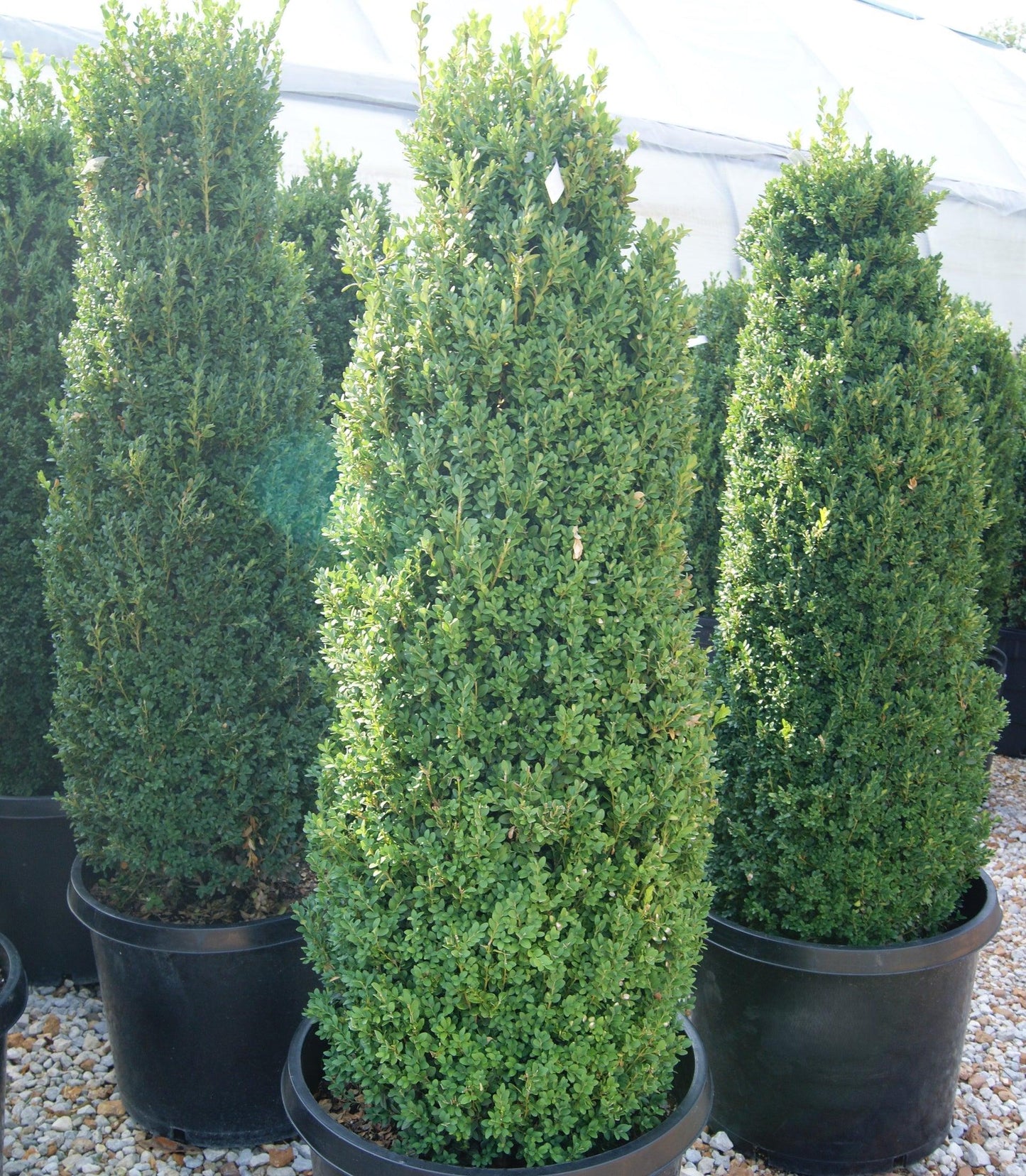 Buxus Microphylla 'green Mountain' Columnar - View 4 from www redcrocus com