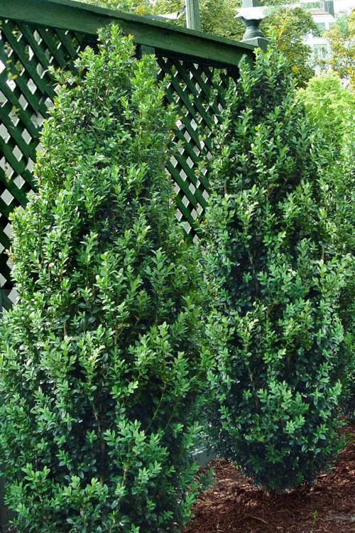 Buxus Microphylla 'green Mountain' Columnar - View 5 from www redcrocus com