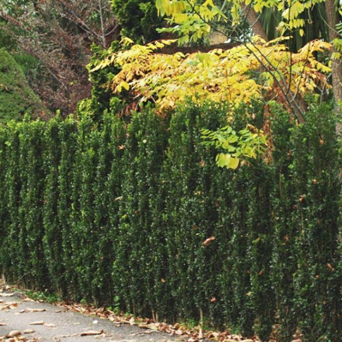 Buxus Microphylla 'green Mountain' Columnar - View 6 from www redcrocus com