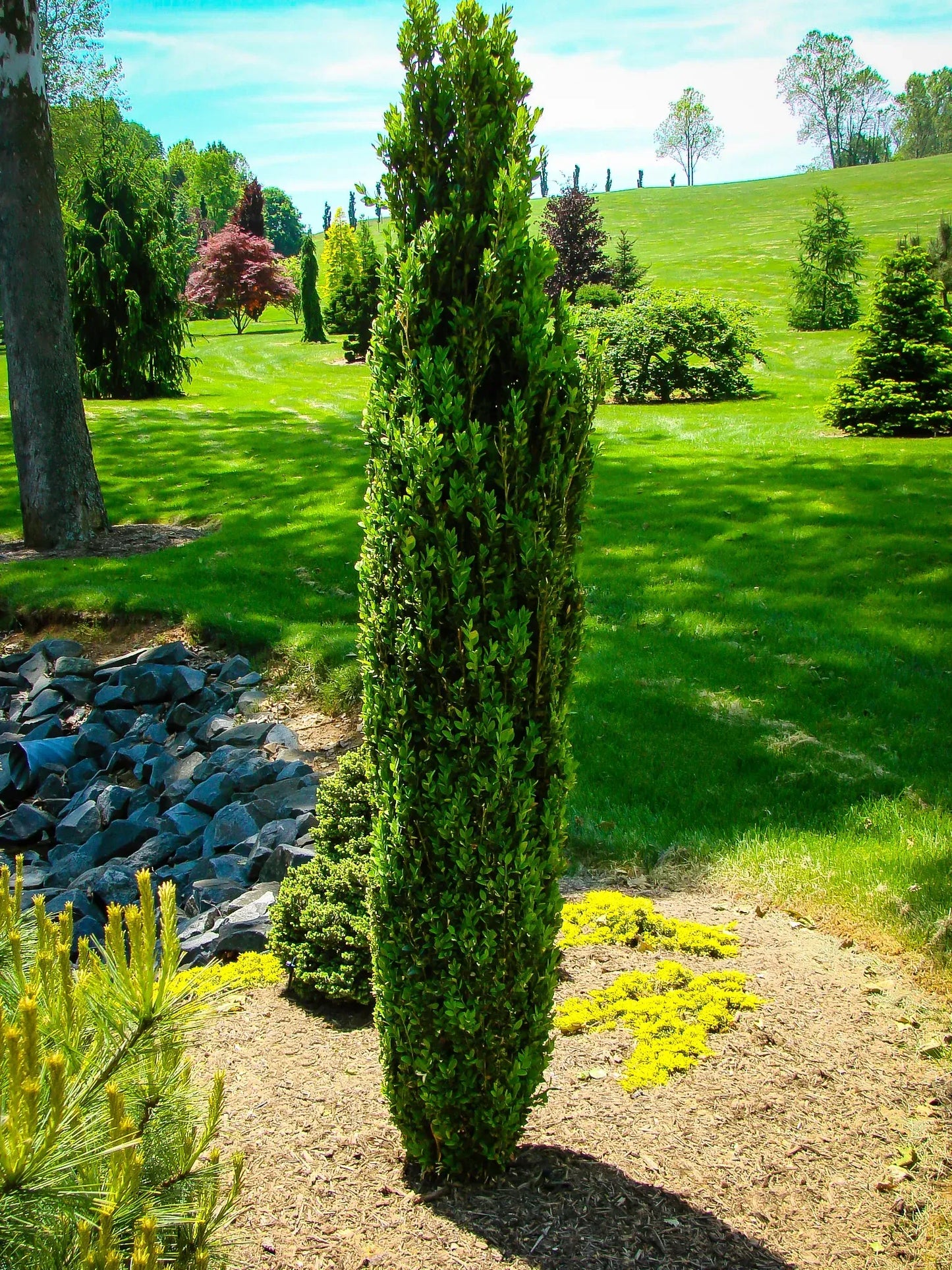 Buxus Microphylla 'green Mountain' Columnar - View 9 from www redcrocus com
