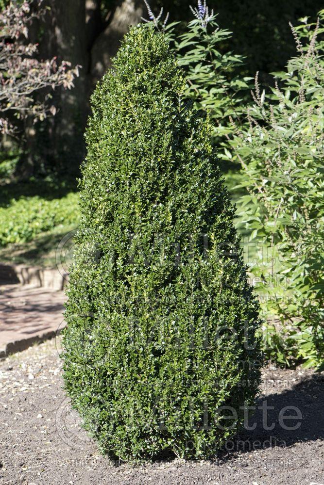 Buxus Sempervirens 'dee Runk' - View 31 from www redcrocus com