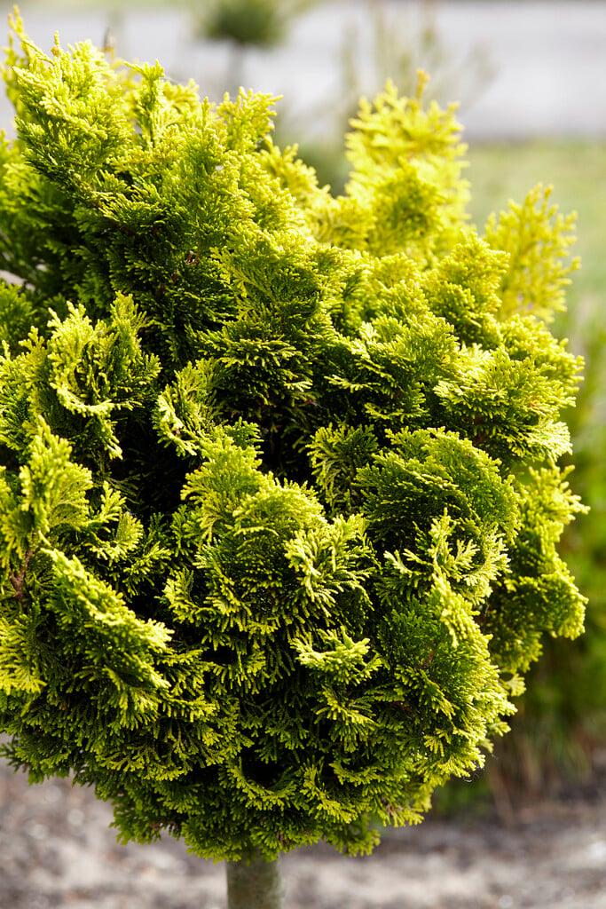 Chamaecyparis Obtusa Aurora - View 10 from www redcrocus com