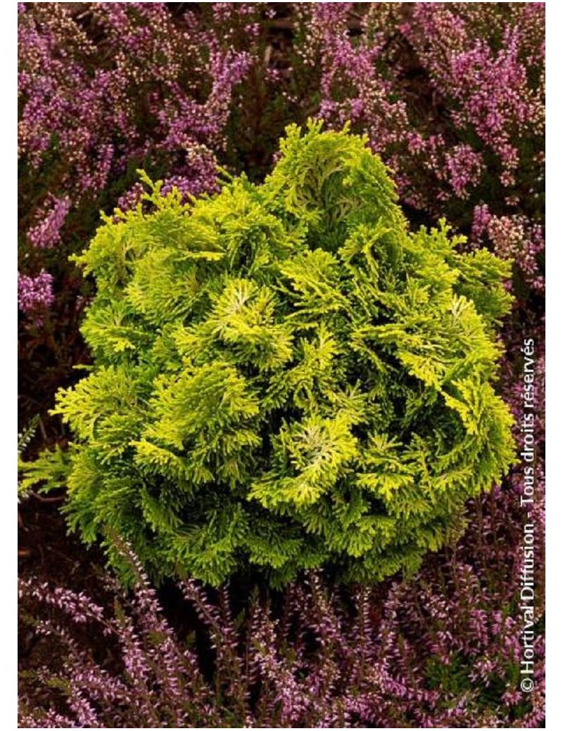 Chamaecyparis Obtusa Aurora - View 11 from www redcrocus com