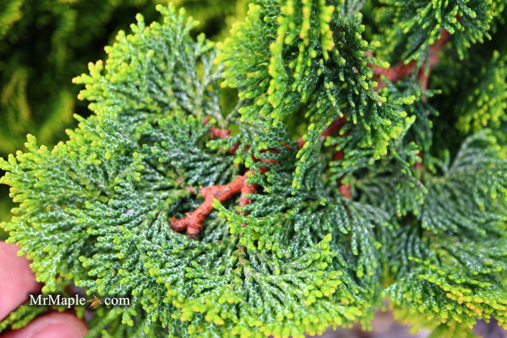 Chamaecyparis Obtusa Aurora - View 15 from www redcrocus com