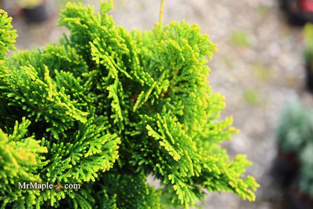 Chamaecyparis Obtusa Aurora - View 16 from www redcrocus com