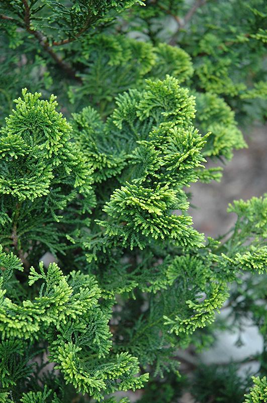 Chamaecyparis Obtusa Aurora - View 18 from www redcrocus com