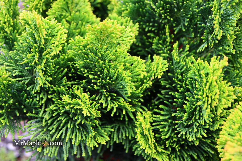 Chamaecyparis Obtusa Aurora - View 19 from www redcrocus com