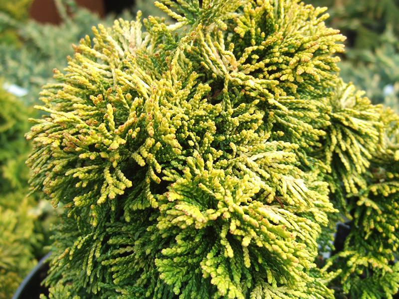 Chamaecyparis Obtusa Aurora - View 1 from www redcrocus com