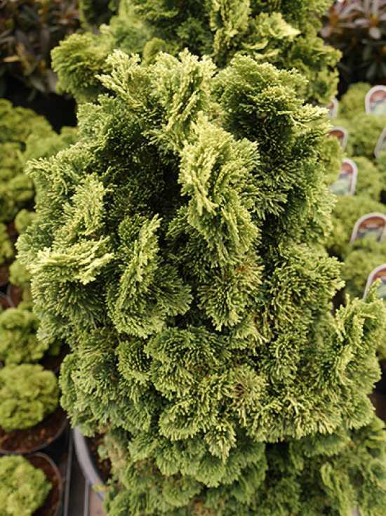 Chamaecyparis Obtusa Aurora - View 5 from www redcrocus com