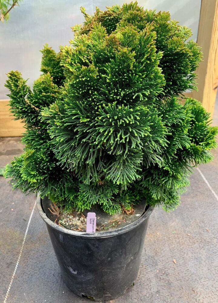 Chamaecyparis Obtusa Aurora - View 6 from www redcrocus com