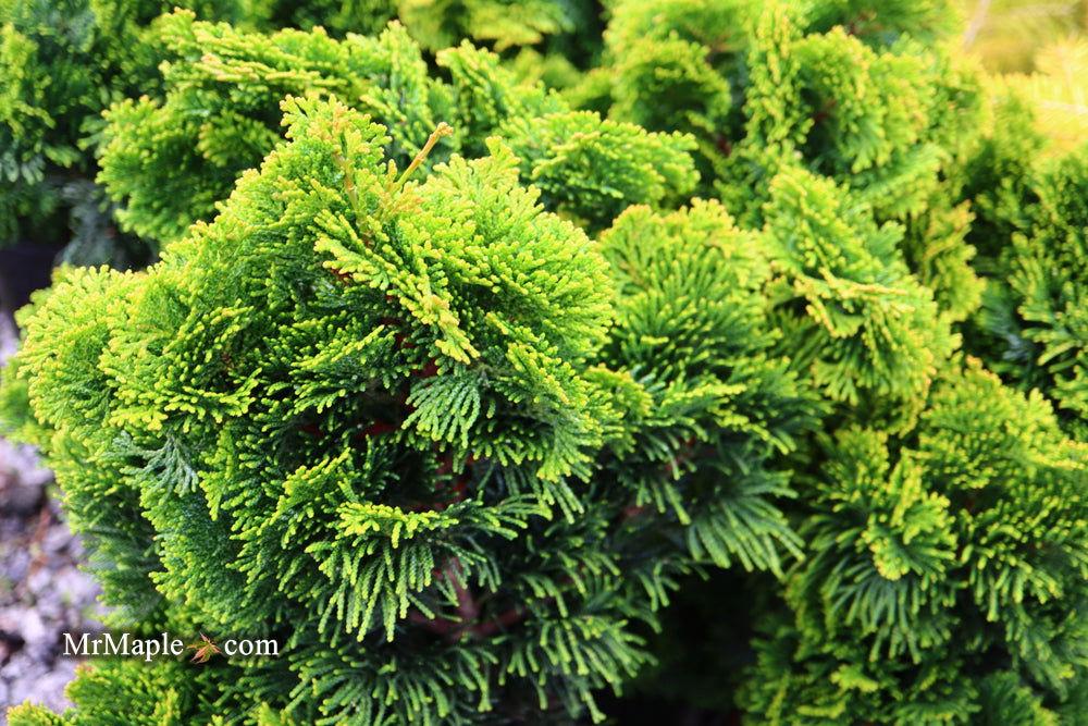 Chamaecyparis Obtusa Aurora - View 7 from www redcrocus com