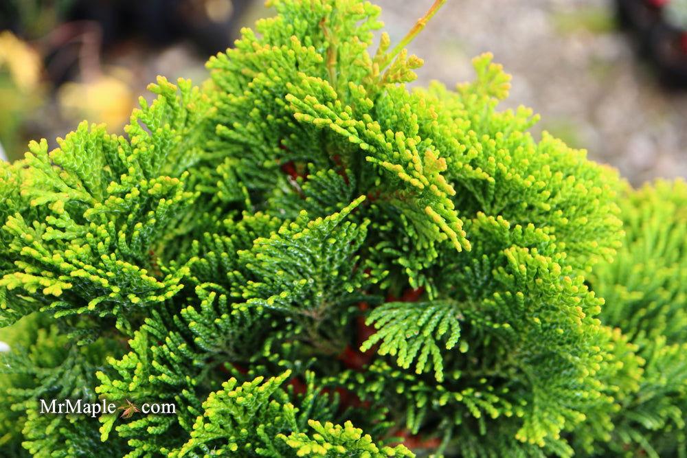 Chamaecyparis Obtusa Aurora - View 8 from www redcrocus com