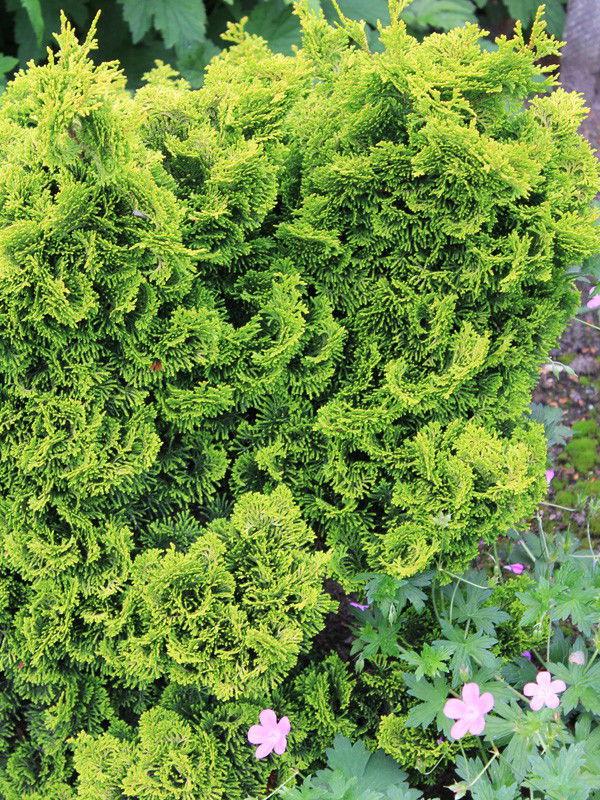 Chamaecyparis Obtusa Aurora - View 9 from www redcrocus com