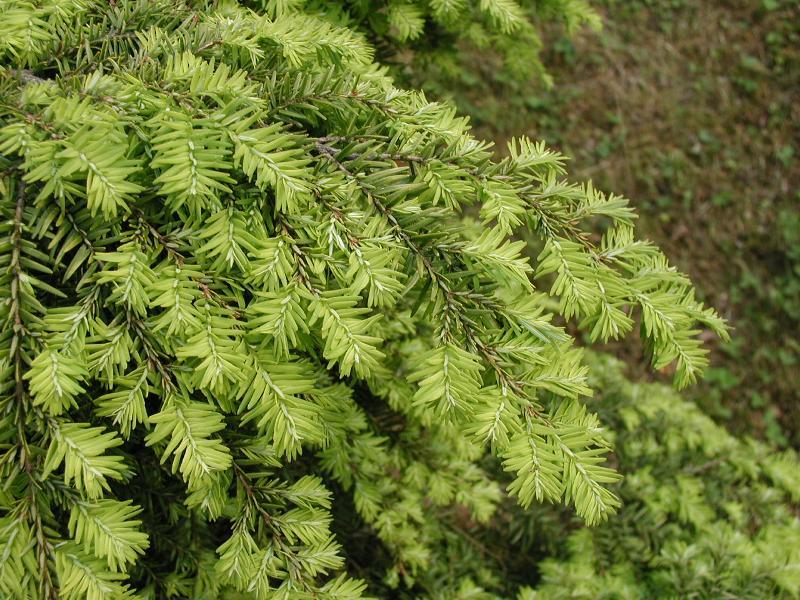 Tsuga Canadensis Elmwood Cascade - View 6 from www redcrocus com