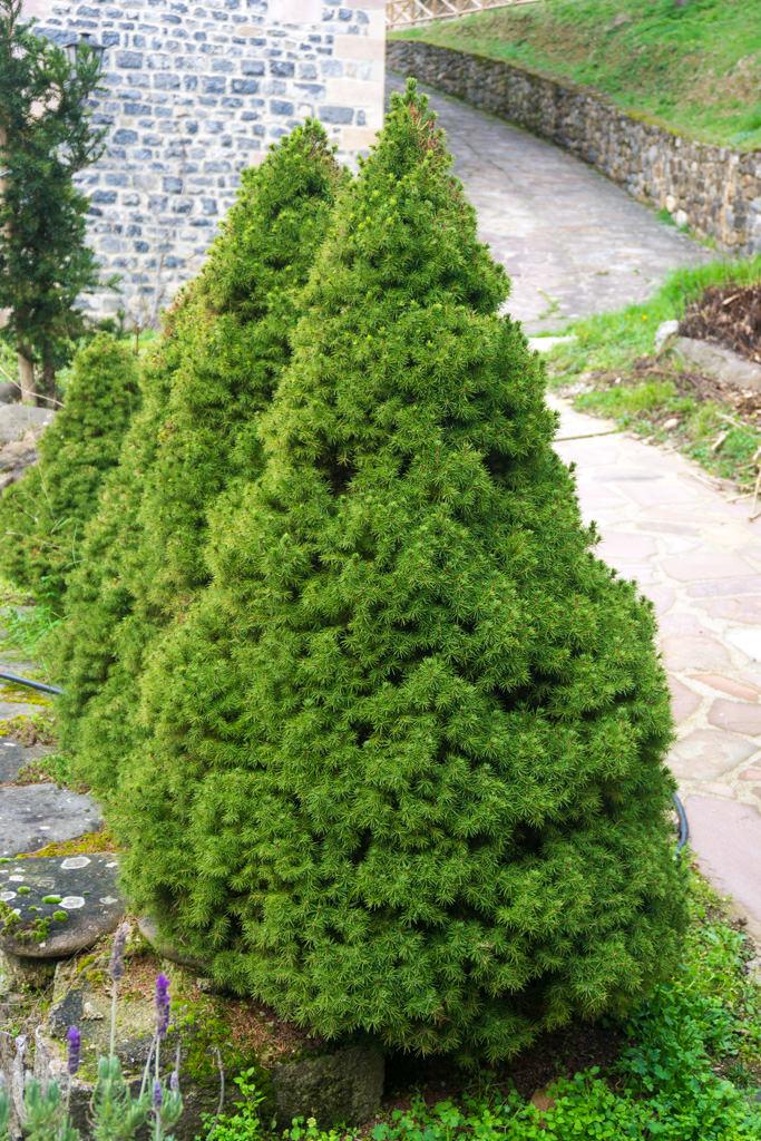 Picea Glauca 'conica' - View 21 from www redcrocus com