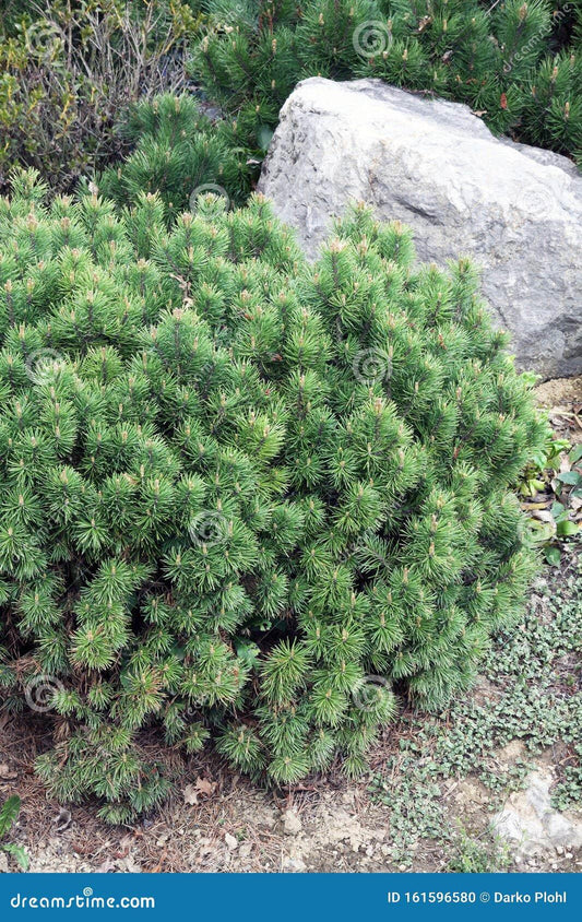 Pinus Mugo Pumilio - View 10 from www redcrocus com