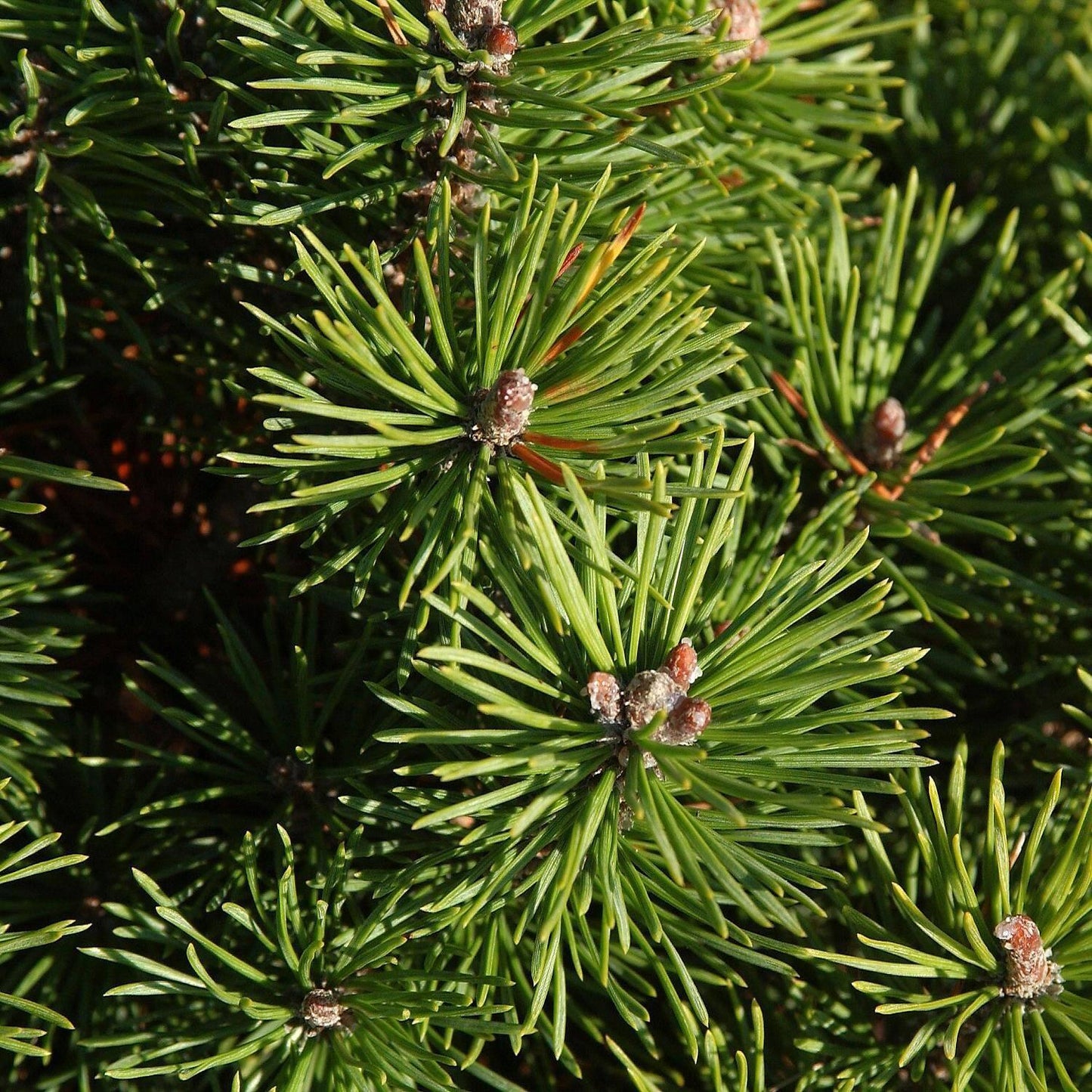 Pinus Mugo Pumilio - View 11 from www redcrocus com