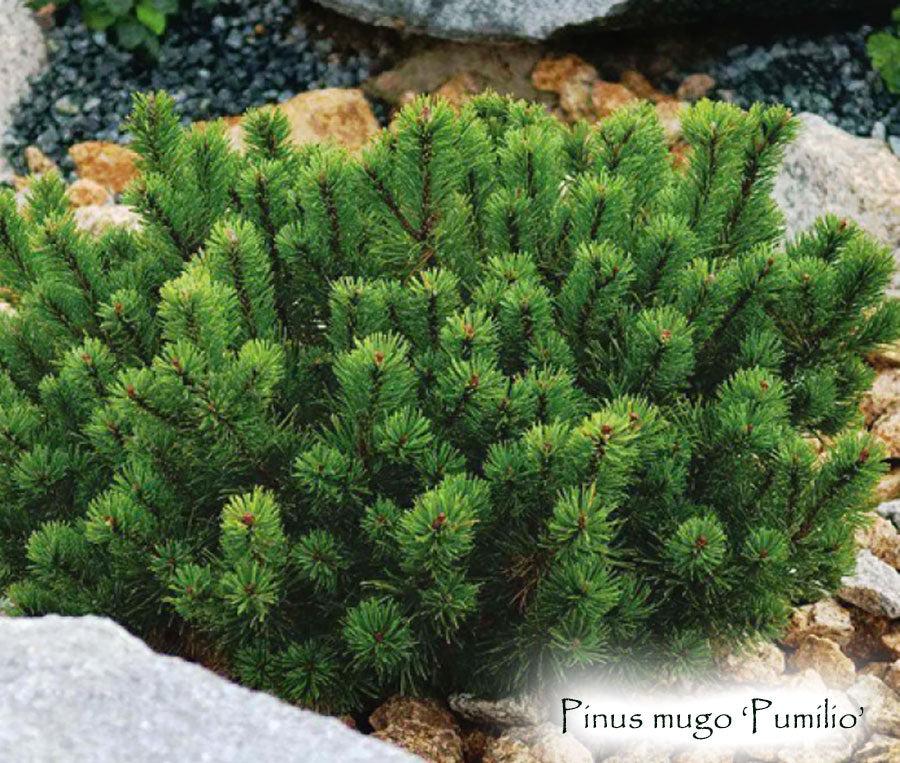 Pinus Mugo Pumilio - View 12 from www redcrocus com