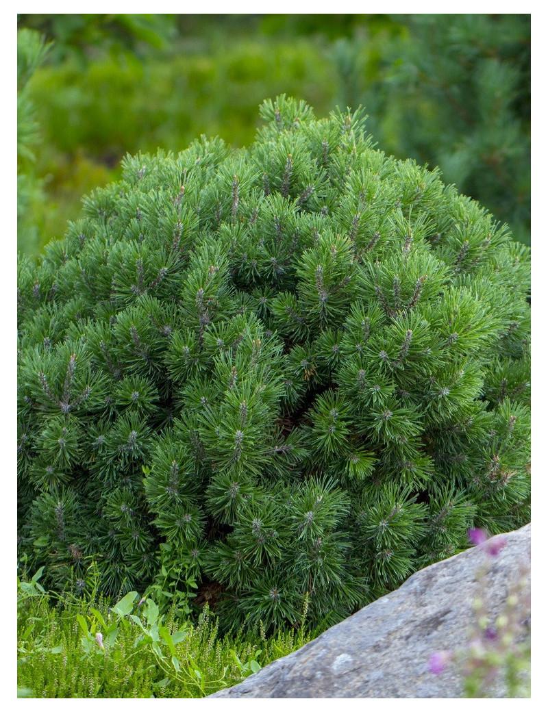 Pinus Mugo Pumilio - View 13 from www redcrocus com