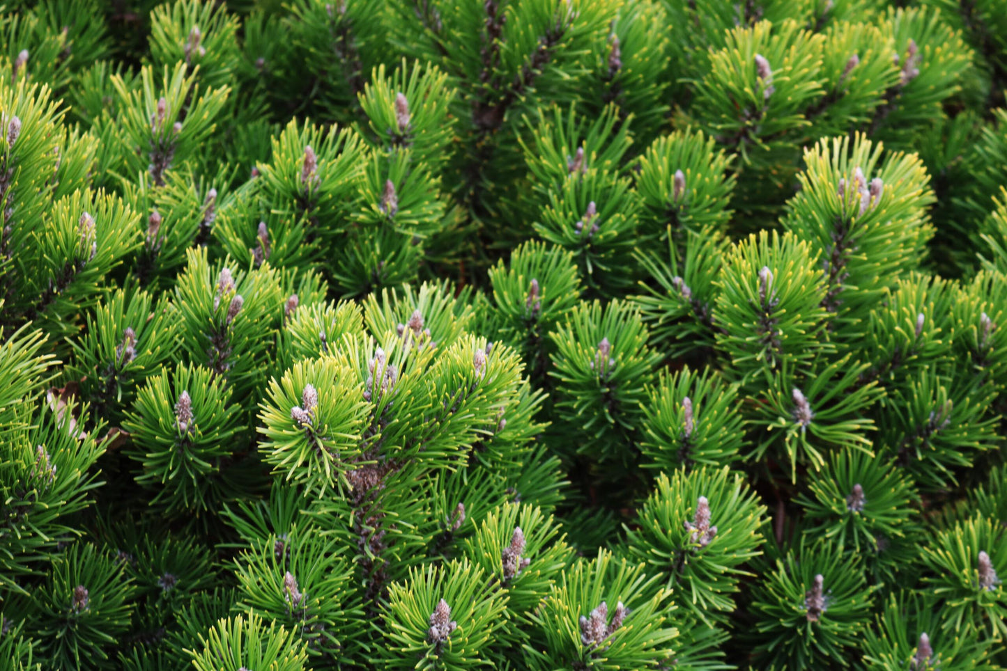 Pinus Mugo Pumilio - View 14 from www redcrocus com