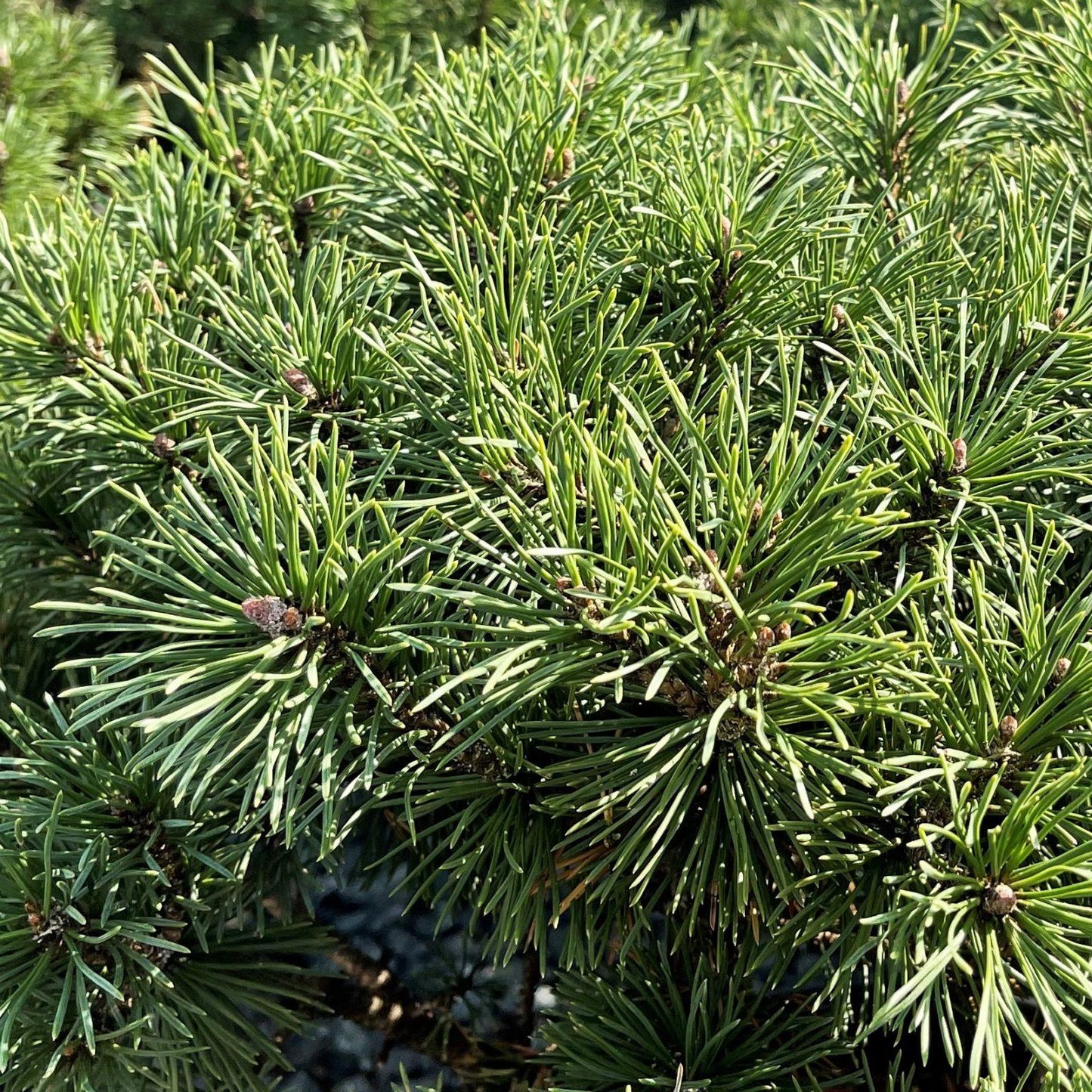 Pinus Mugo Pumilio - View 15 from www redcrocus com