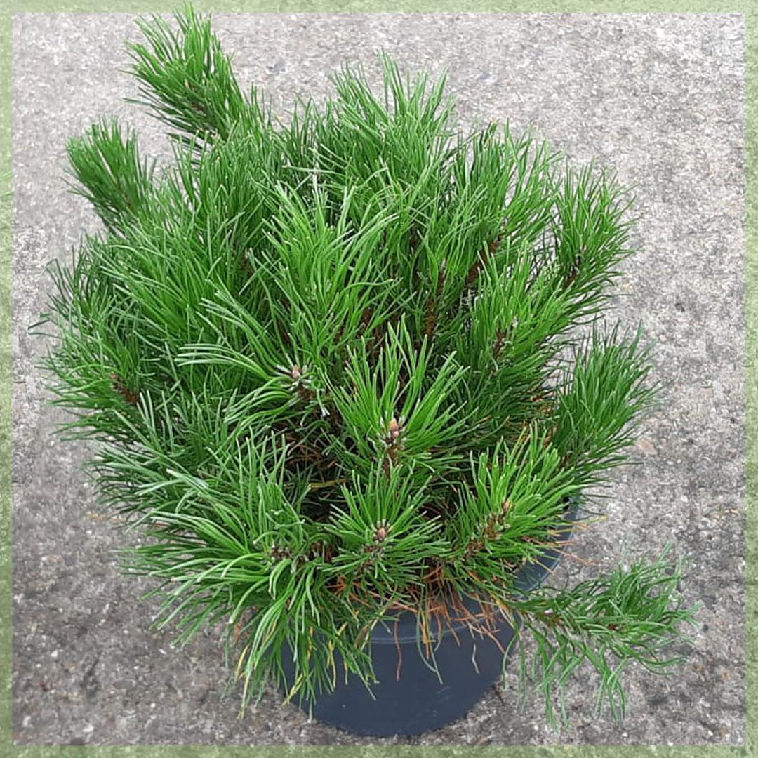 Pinus Mugo Pumilio - View 16 from www redcrocus com