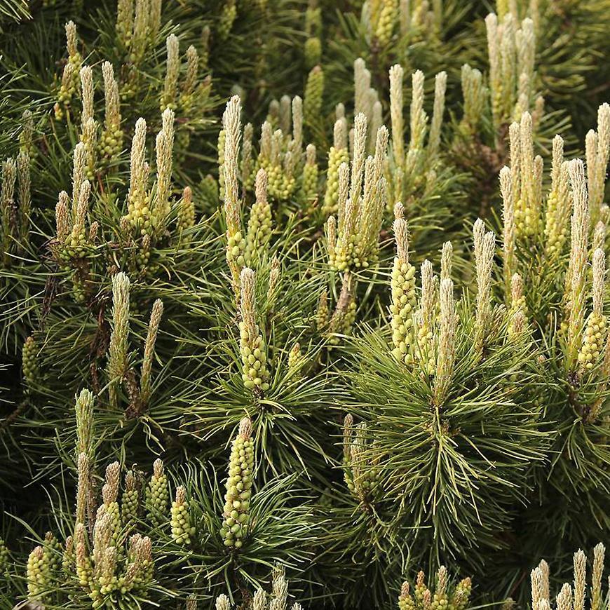 Pinus Mugo Pumilio - View 17 from www redcrocus com