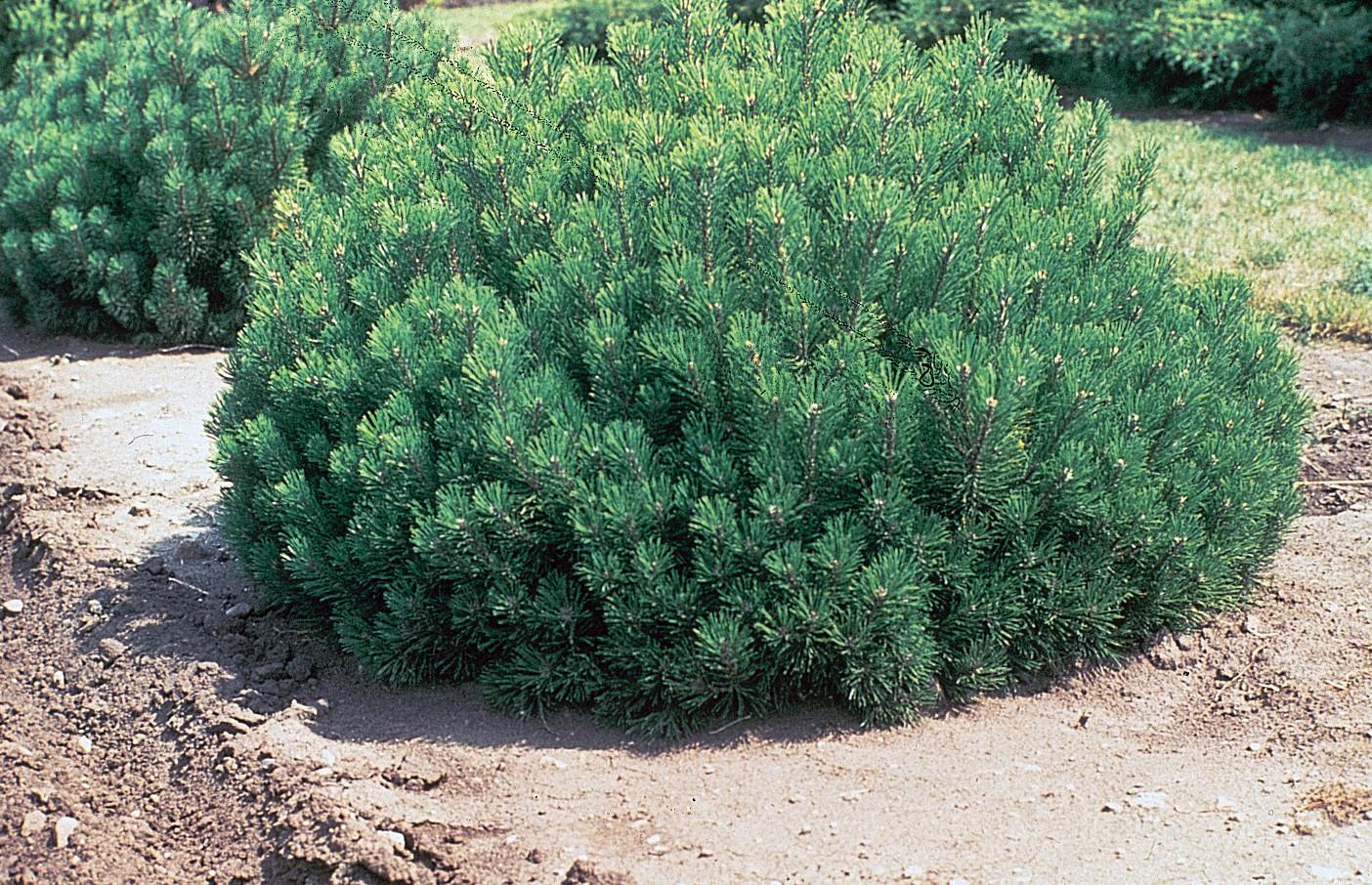 Pinus Mugo Pumilio - View 18 from www redcrocus com