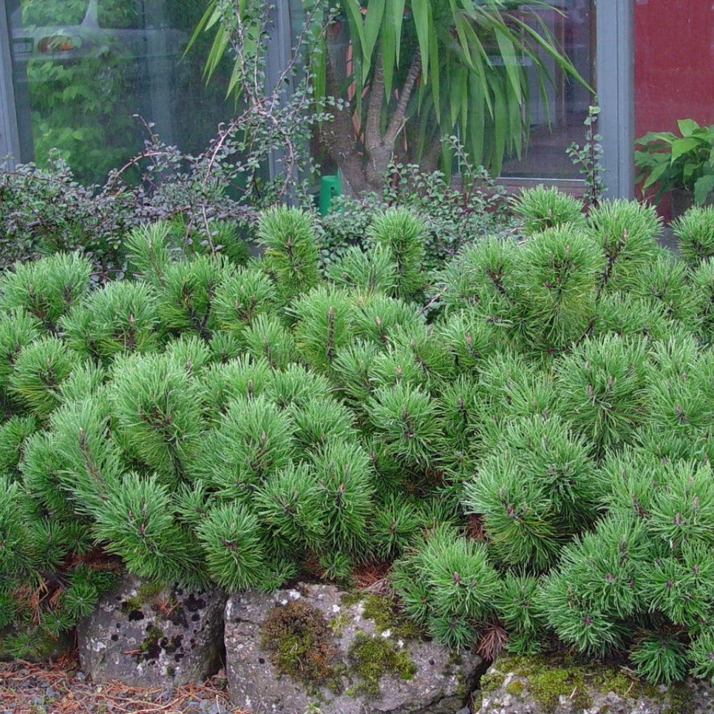 Pinus Mugo Pumilio - View 20 from www redcrocus com