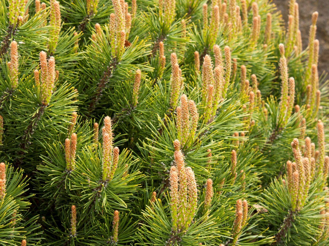 Pinus Mugo Pumilio - View 2 from www redcrocus com