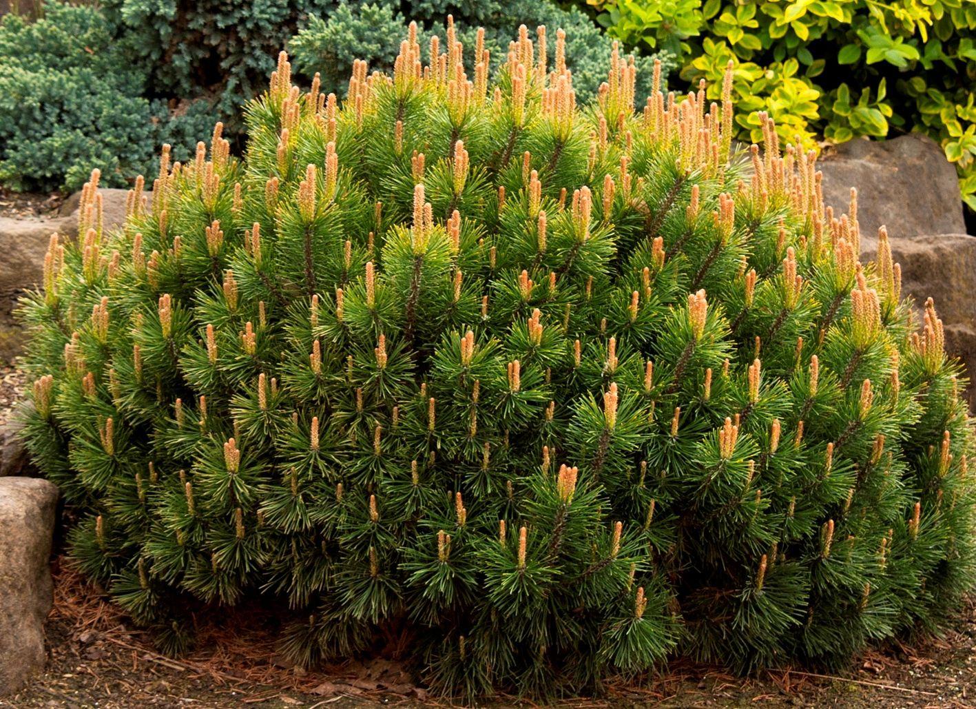 Pinus Mugo Pumilio - View 3 from www redcrocus com