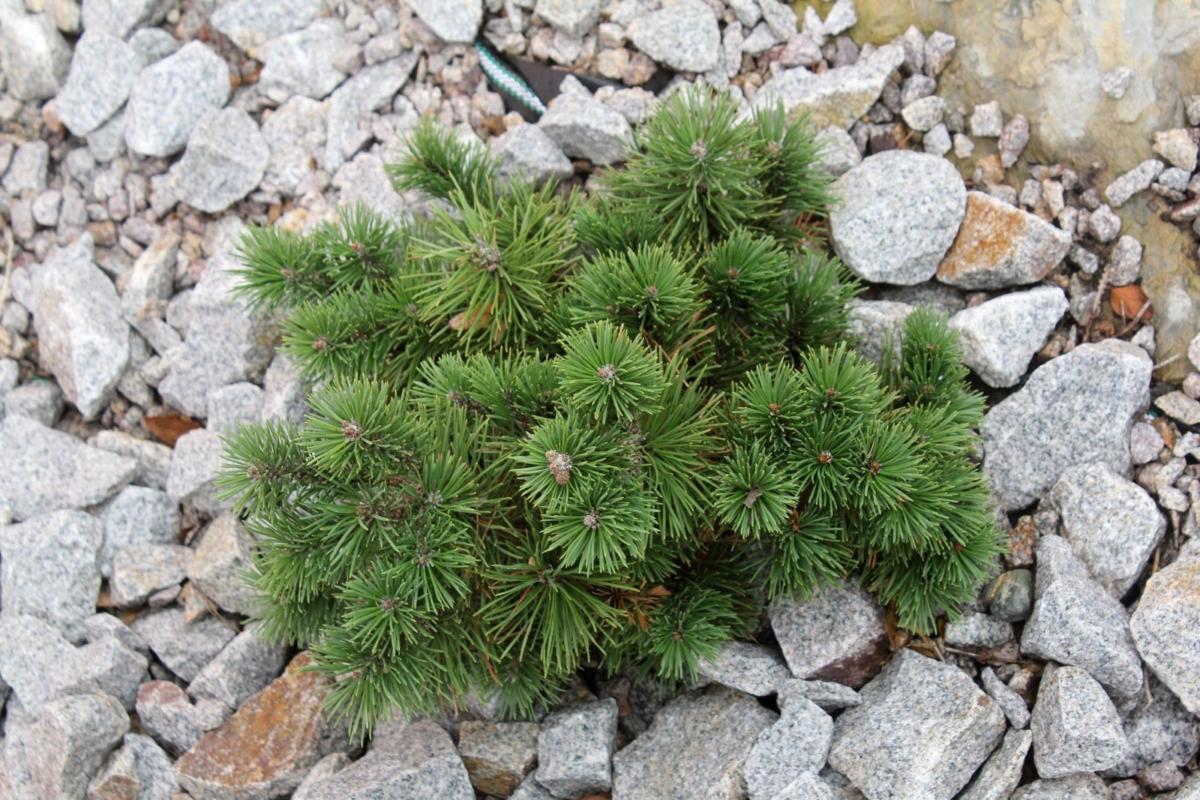 Pinus Mugo Pumilio - View 4 from www redcrocus com