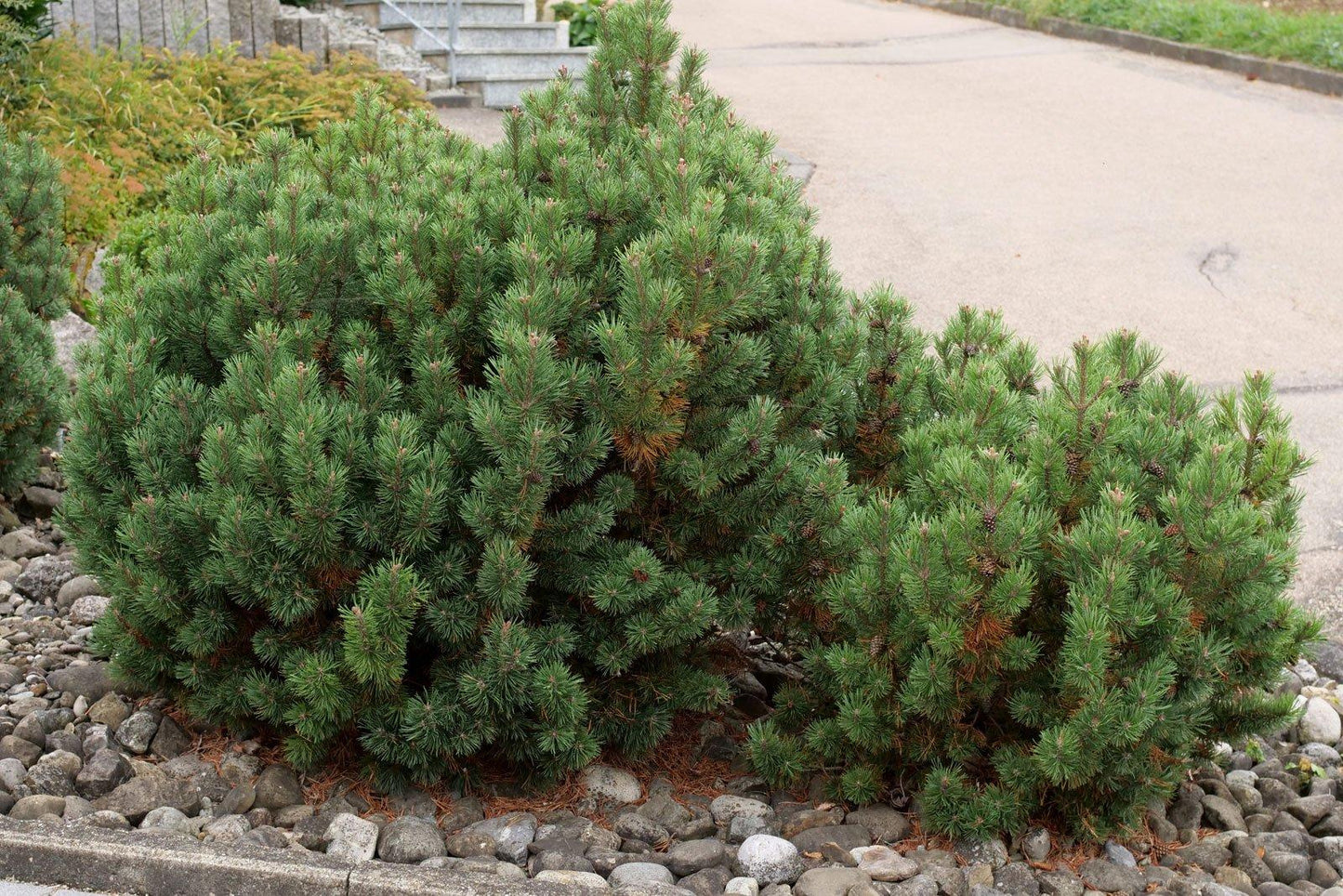Pinus Mugo Pumilio - View 5 from www redcrocus com