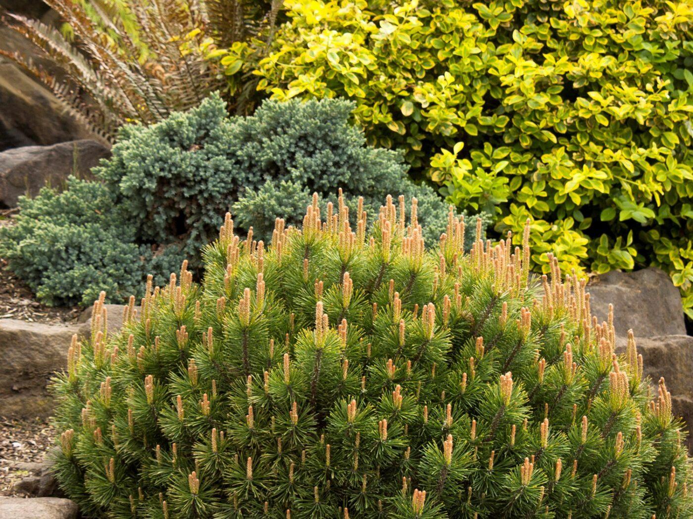 Pinus Mugo Pumilio - View 6 from www redcrocus com