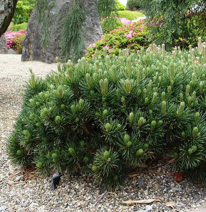 Pinus Mugo Pumilio - View 7 from www redcrocus com