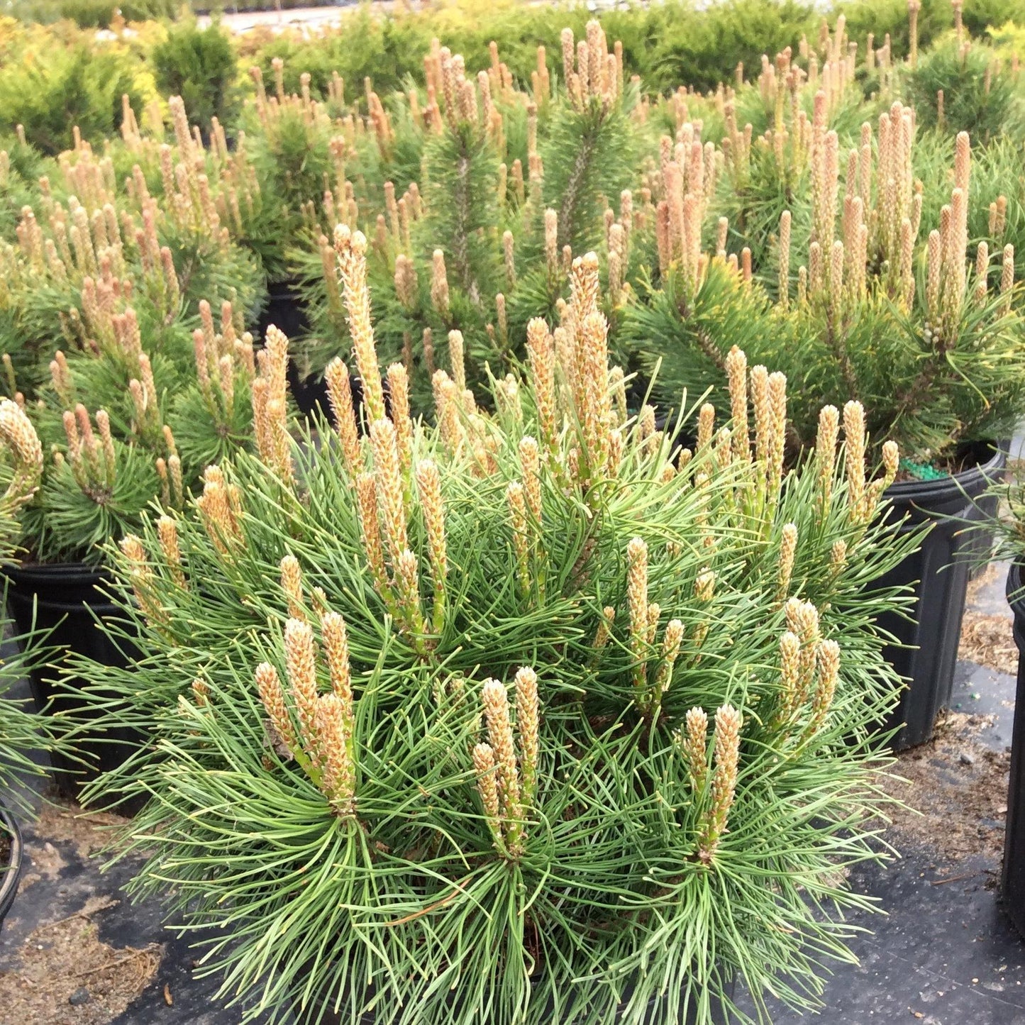 Pinus Mugo Pumilio - View 8 from www redcrocus com