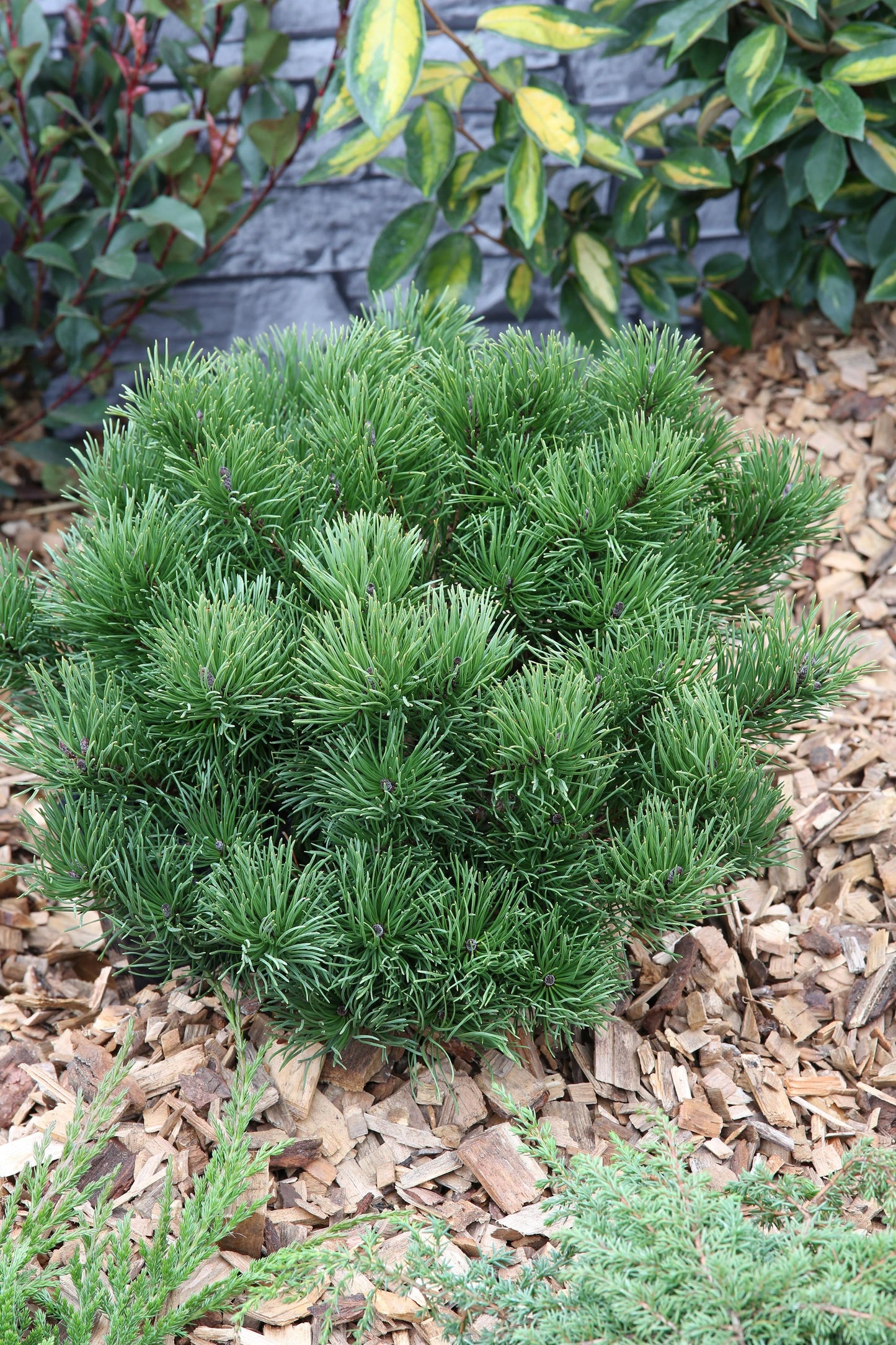 Pinus Mugo Pumilio - View 9 from www redcrocus com