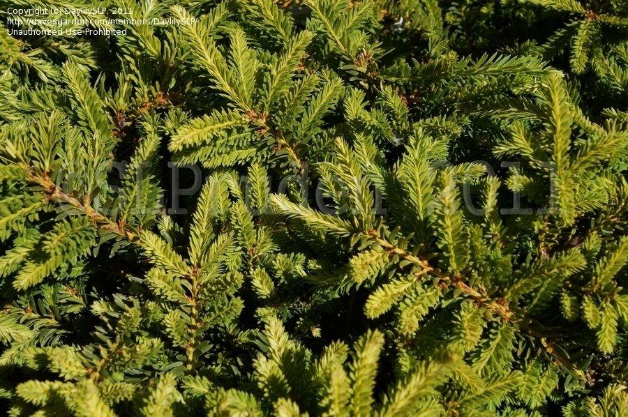 Taxus Cuspidata Monloo - View 15 from www redcrocus com