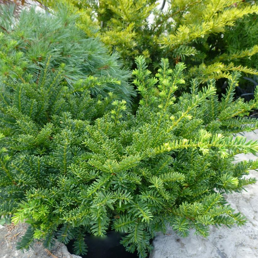 Taxus Cuspidata Monloo - View 9 from www redcrocus com