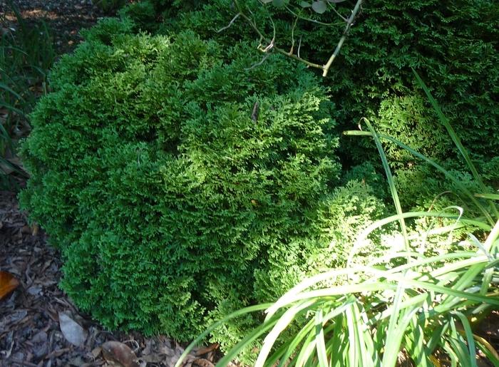 Thuja Occidentalis Hetzi Midget - View 16 from www redcrocus com