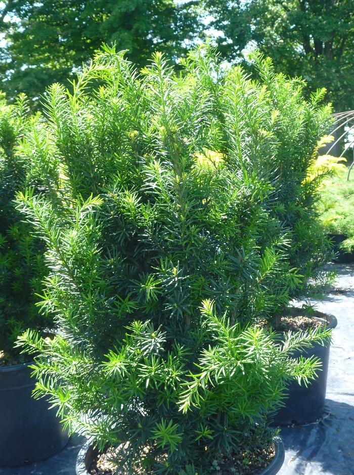 Taxus Media 'hicksii' - View 10 from www redcrocus com