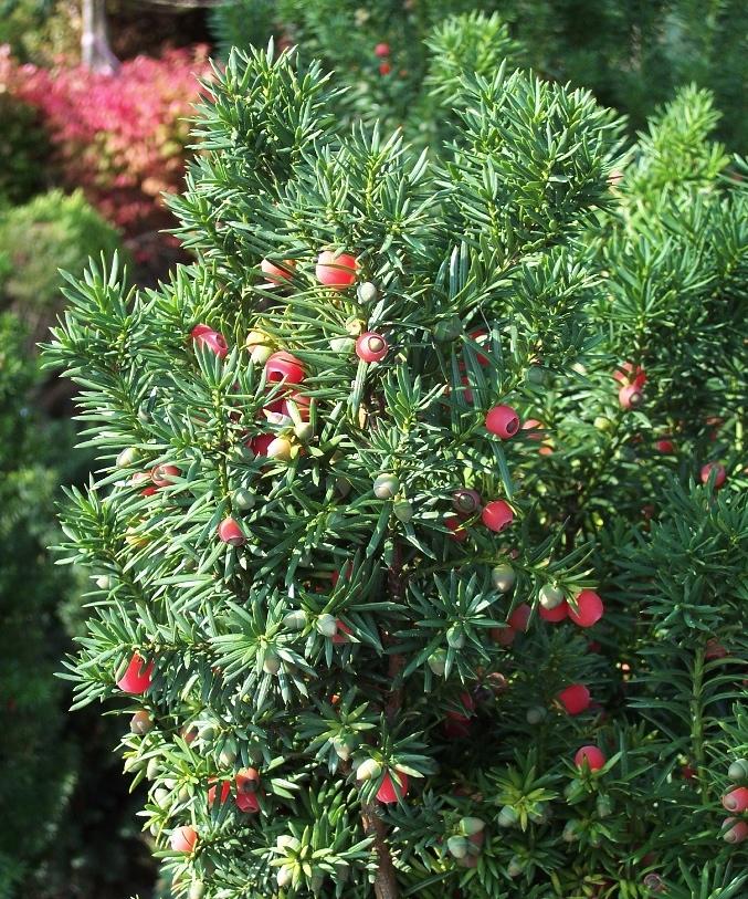 Taxus Media 'hicksii' - View 11 from www redcrocus com