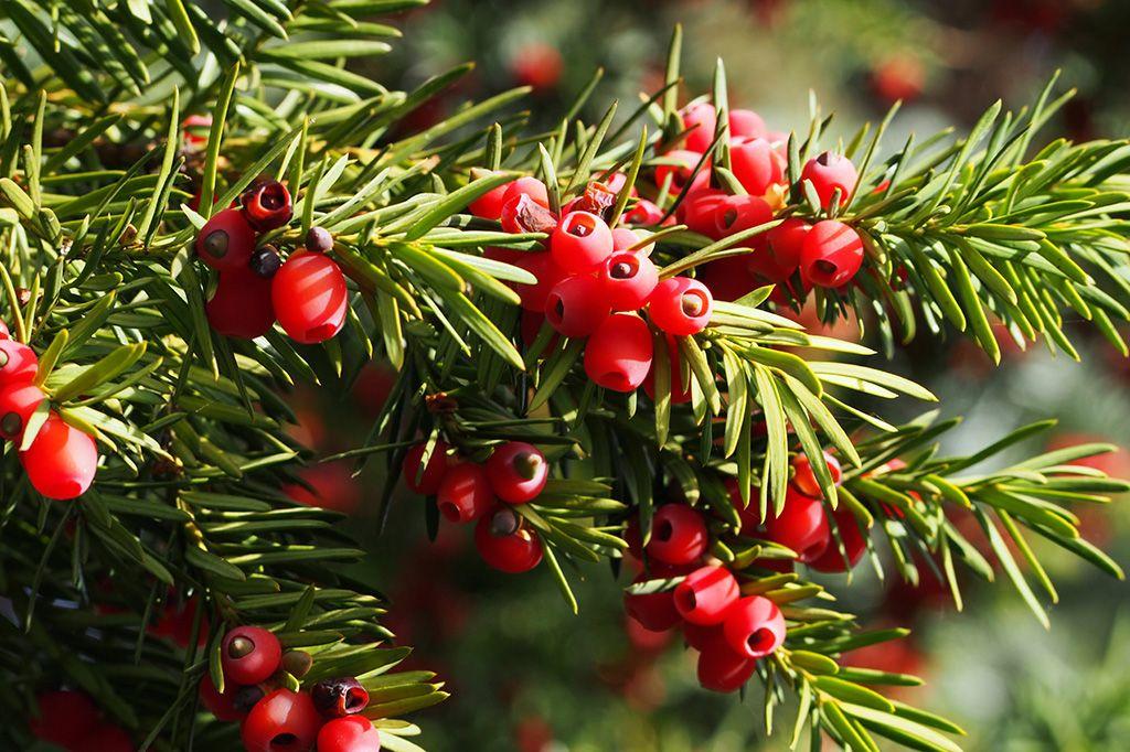 Taxus Media 'hicksii' - View 12 from www redcrocus com