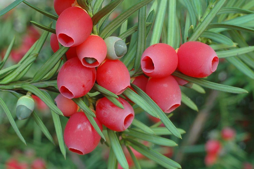 Taxus Media 'hicksii' - View 13 from www redcrocus com