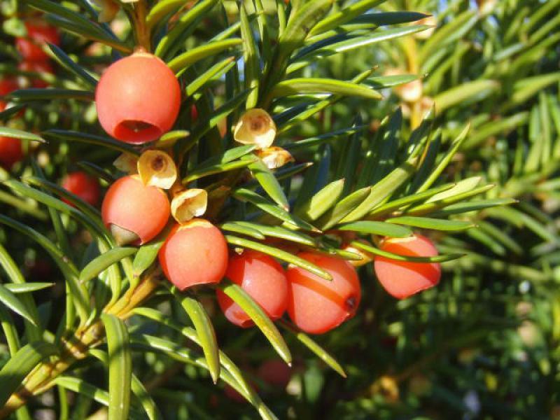 Taxus Media 'hicksii' - View 15 from www redcrocus com