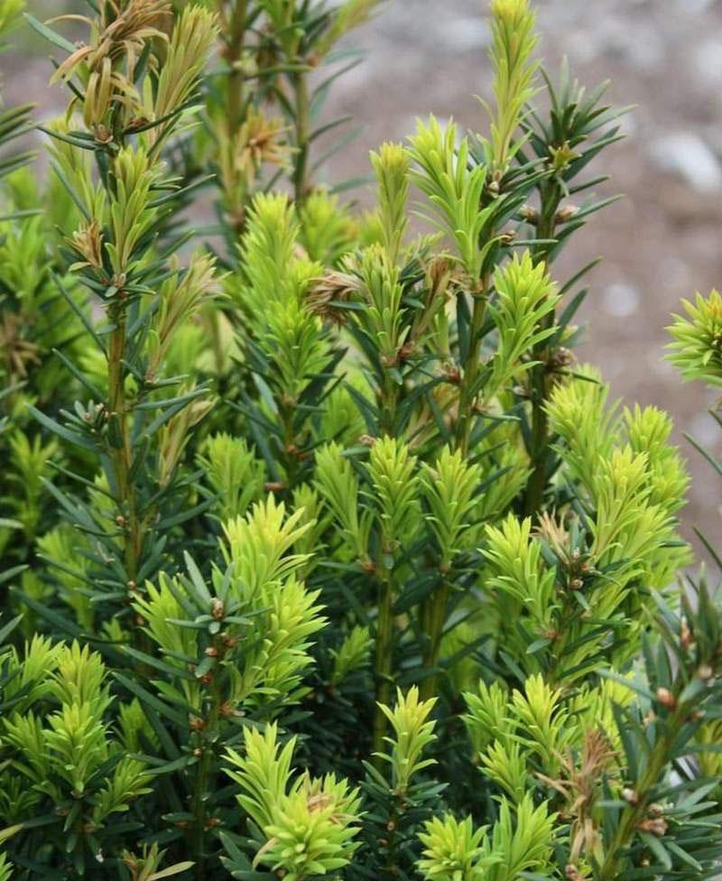 Taxus Media 'hicksii' - View 16 from www redcrocus com