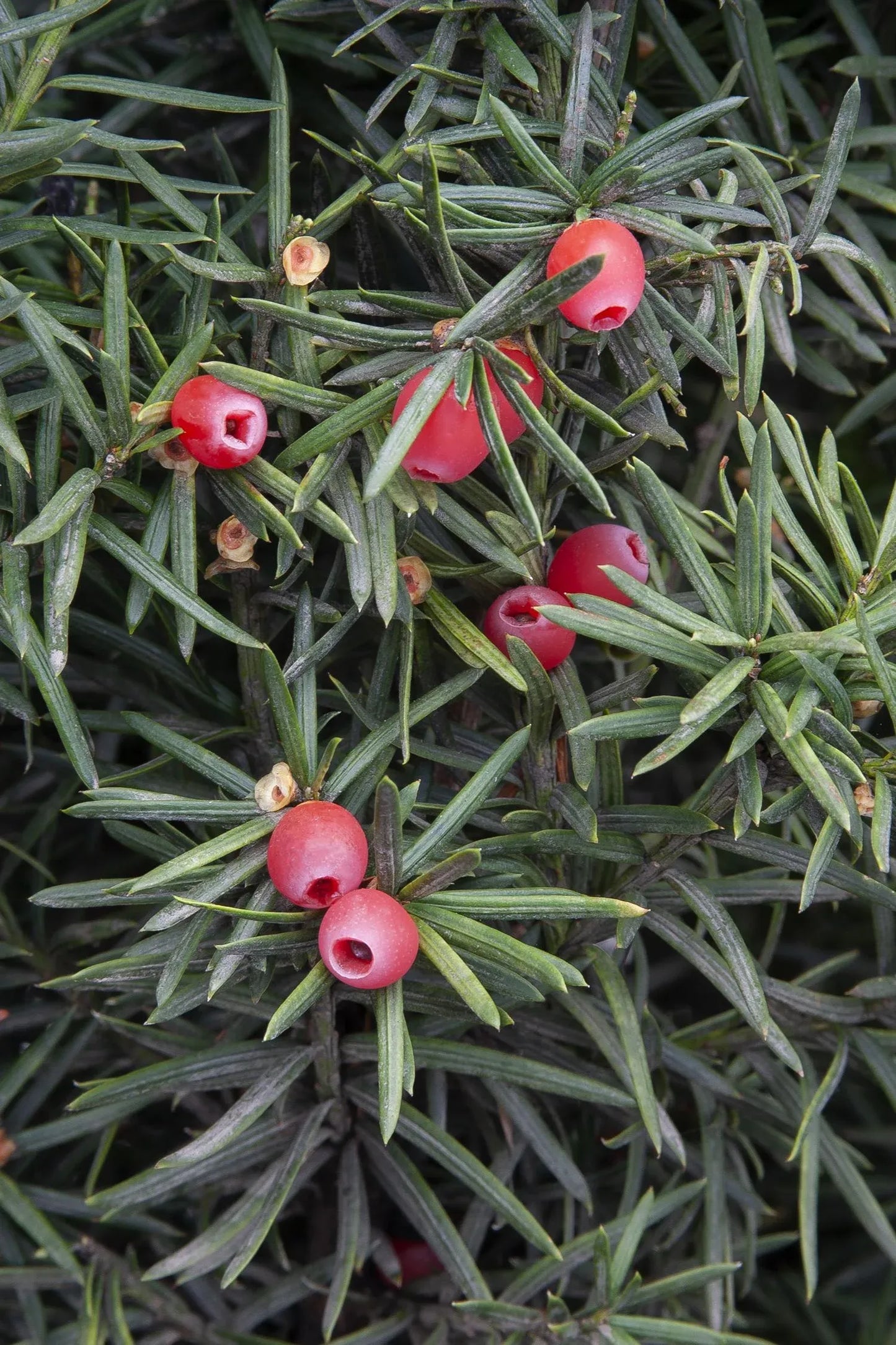 Taxus Media 'hicksii' - View 17 from www redcrocus com